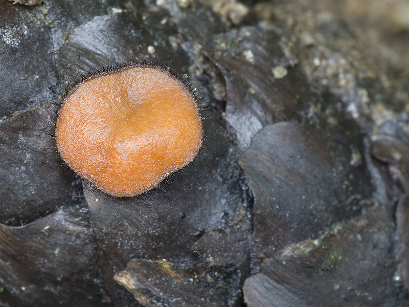 Scutellinia olivascens